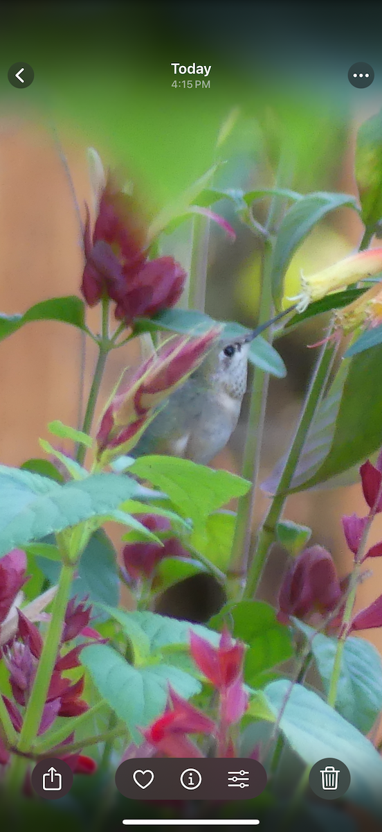 Calliope Hummingbird - ML646032670