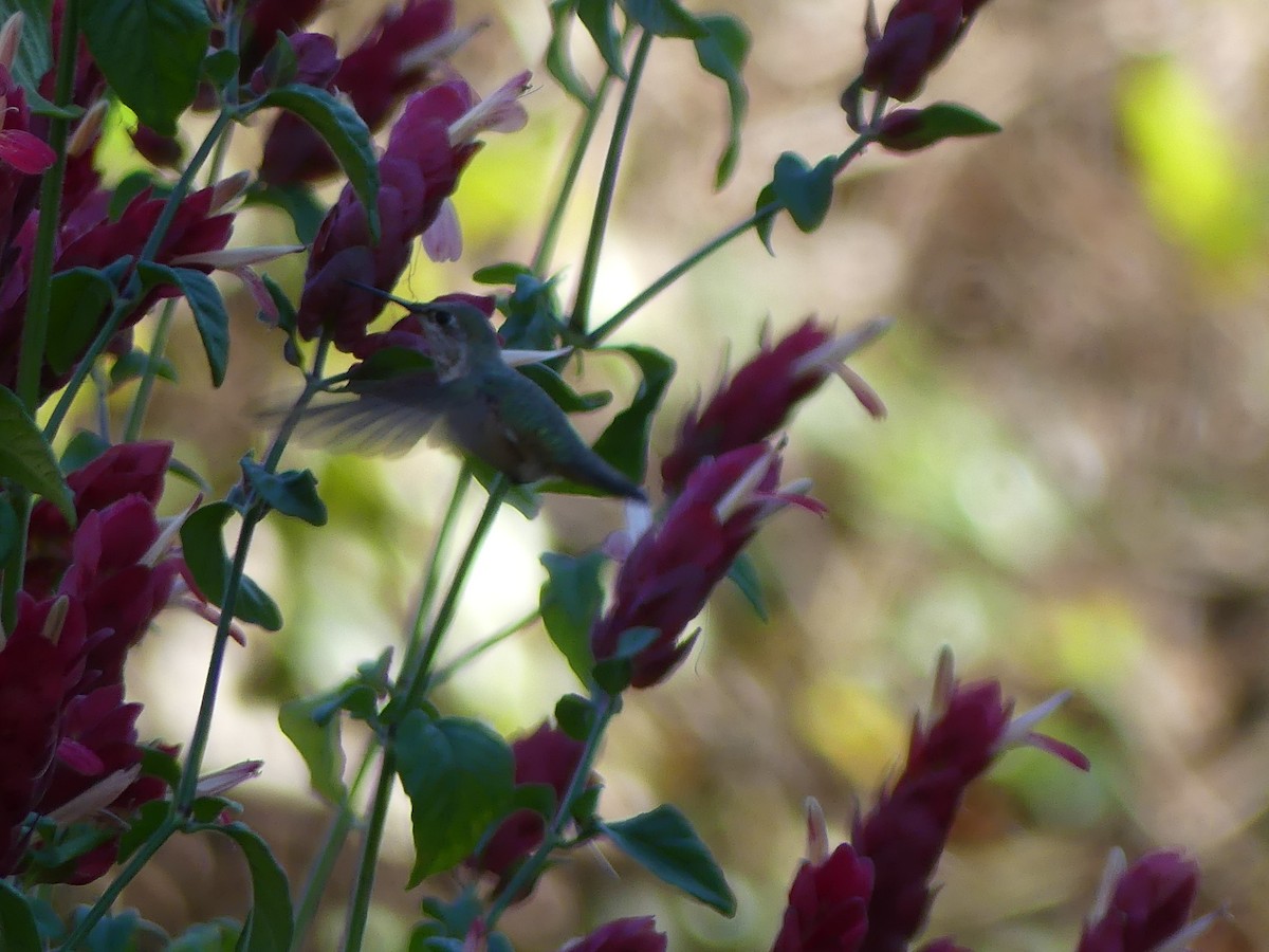 Calliope Hummingbird - ML646032671