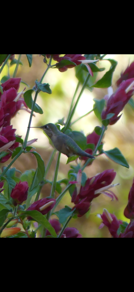 Calliope Hummingbird - ML646032672
