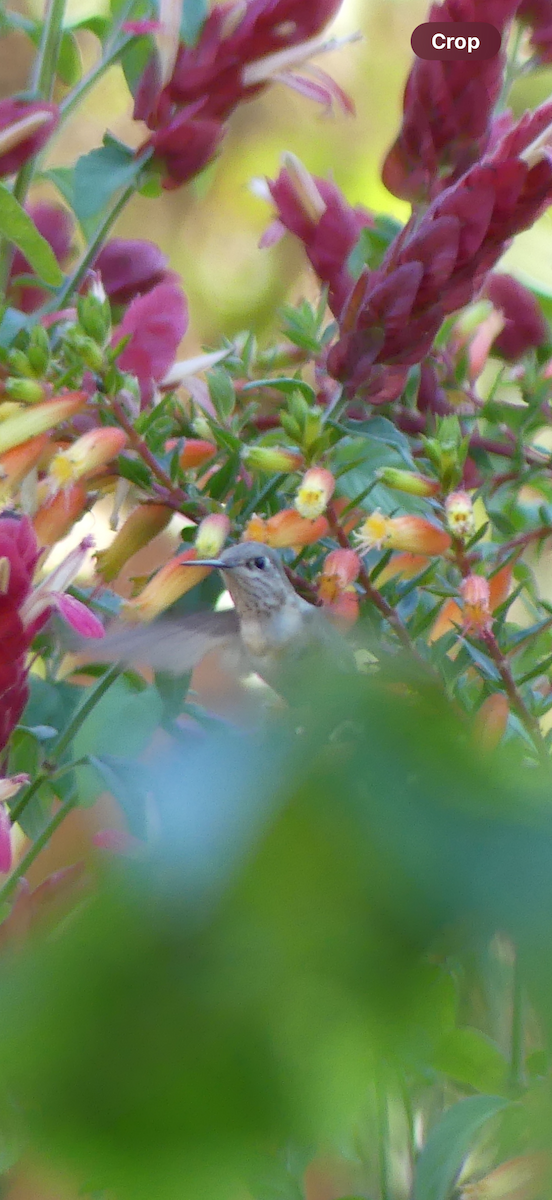 Calliope Hummingbird - ML646032673