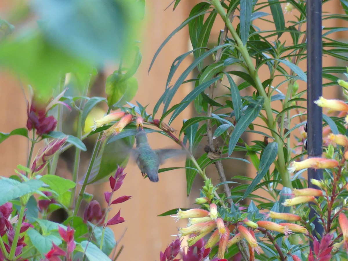 Calliope Hummingbird - ML646032674