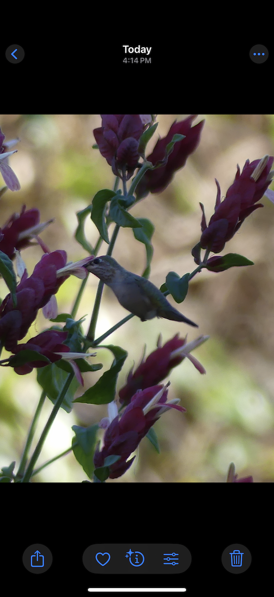 Calliope Hummingbird - ML646032675