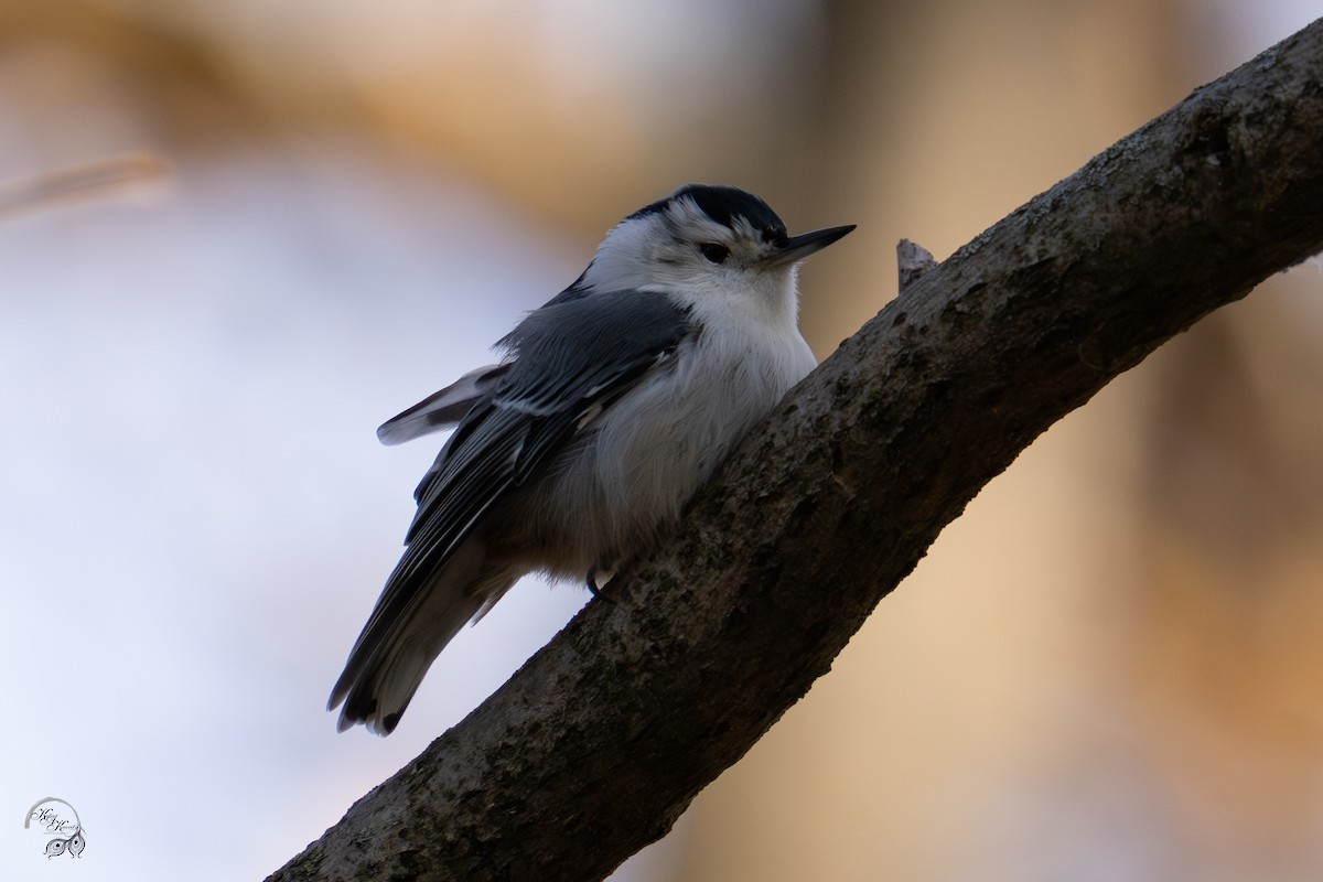 Sittelle à poitrine blanche - ML646032677