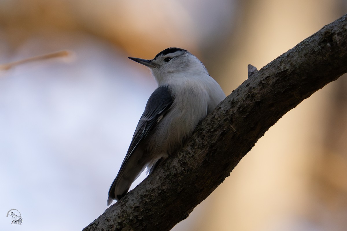 Sittelle à poitrine blanche - ML646032678