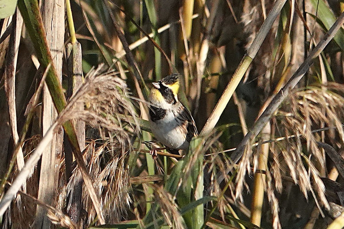 Yellow-throated Bunting - ML646032682
