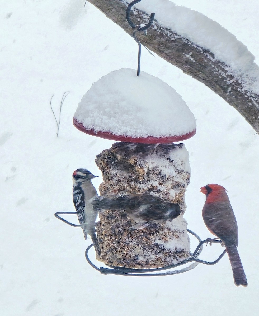 Yumuşak Tüylü Ağaçkakan - ML646032687