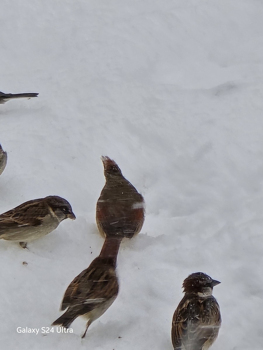 Serçe - ML646032695