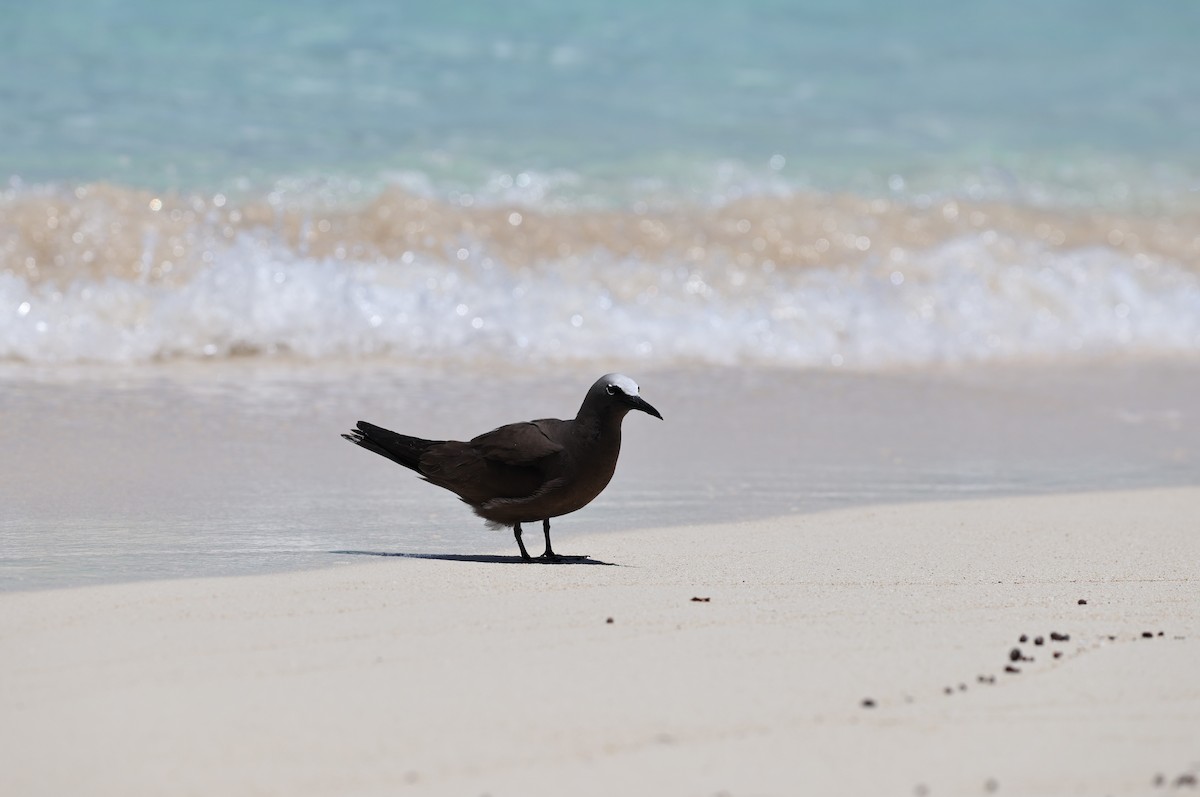 Brown Noddy - ML646032696