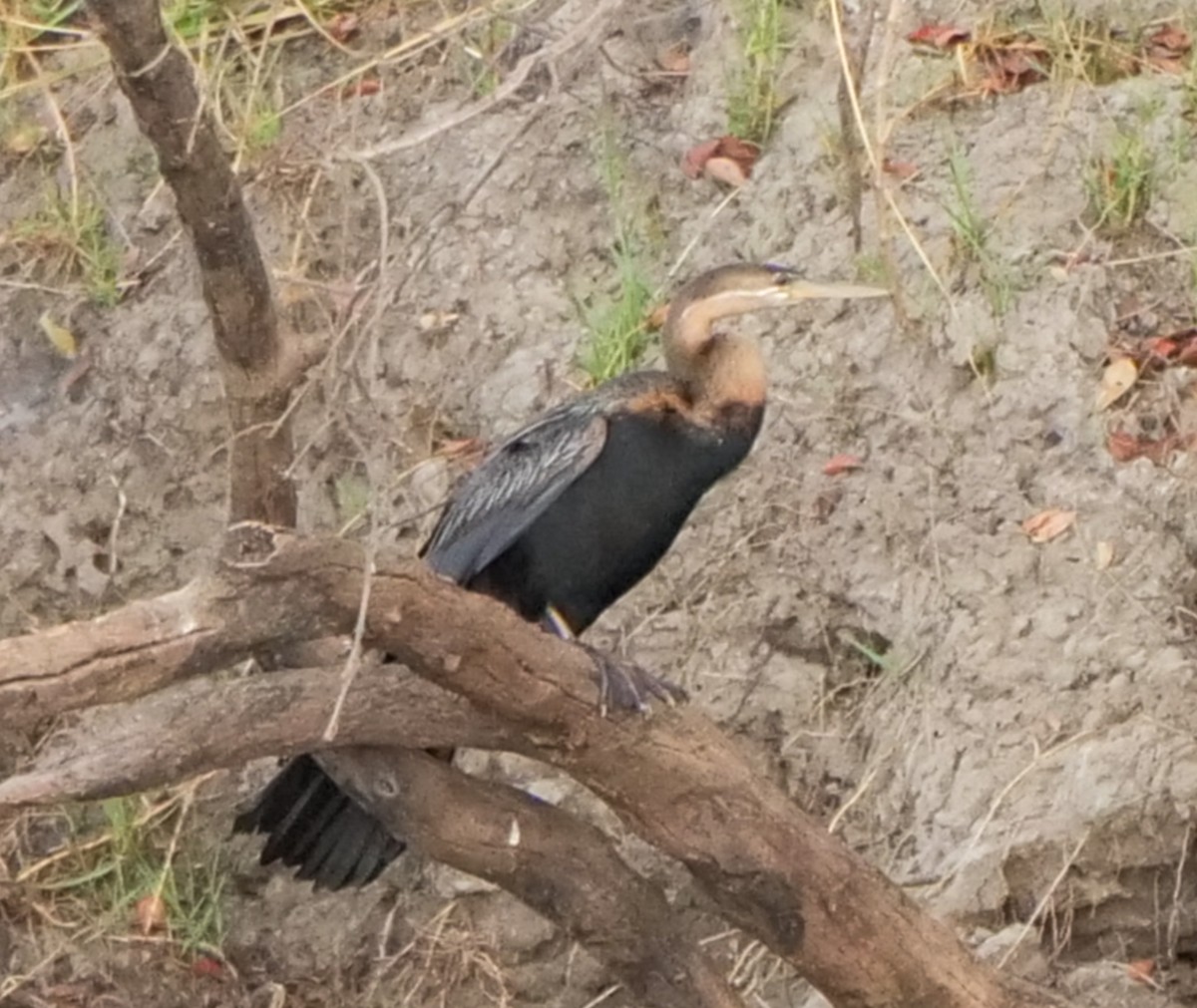 Змієшийка африканська - ML646032697