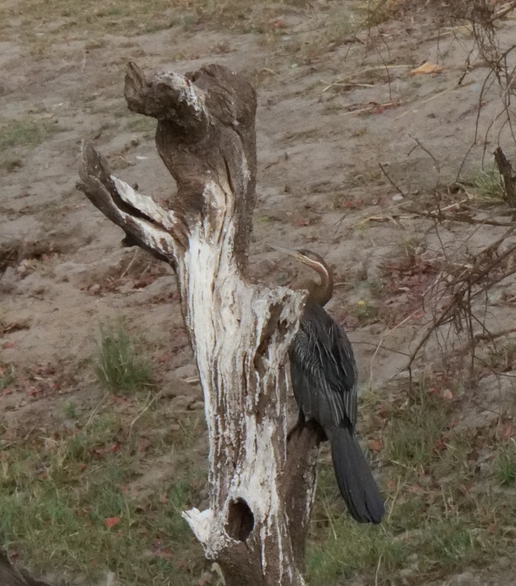 Змієшийка африканська - ML646032698