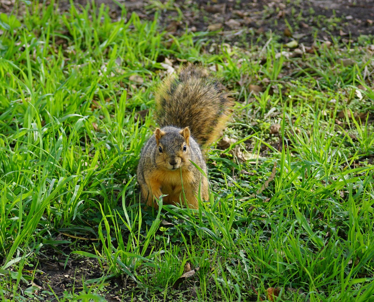 Animals - ML646032700