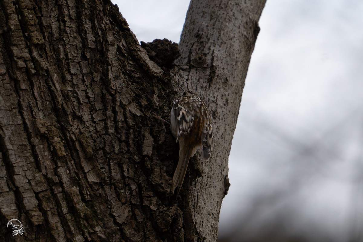 Brown Creeper - ML646032701