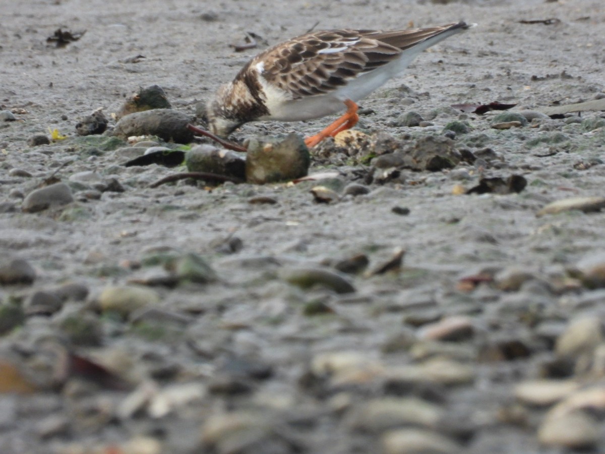 Крем'яшник звичайний - ML646032703