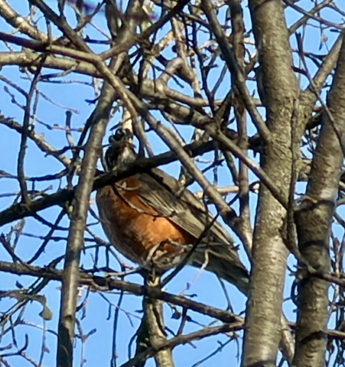 Дрізд мандрівний - ML646032705