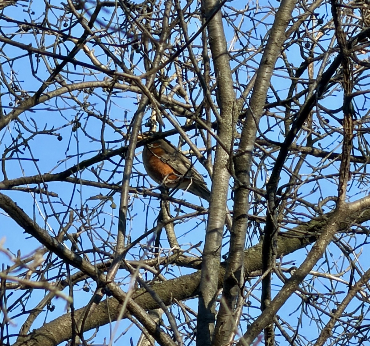 Дрізд мандрівний - ML646032706