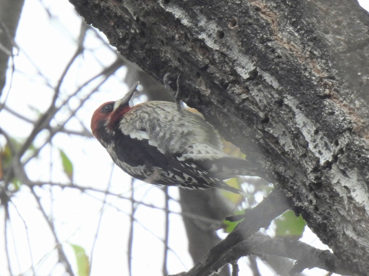 Дятел-смоктун червоноголовий - ML646032707