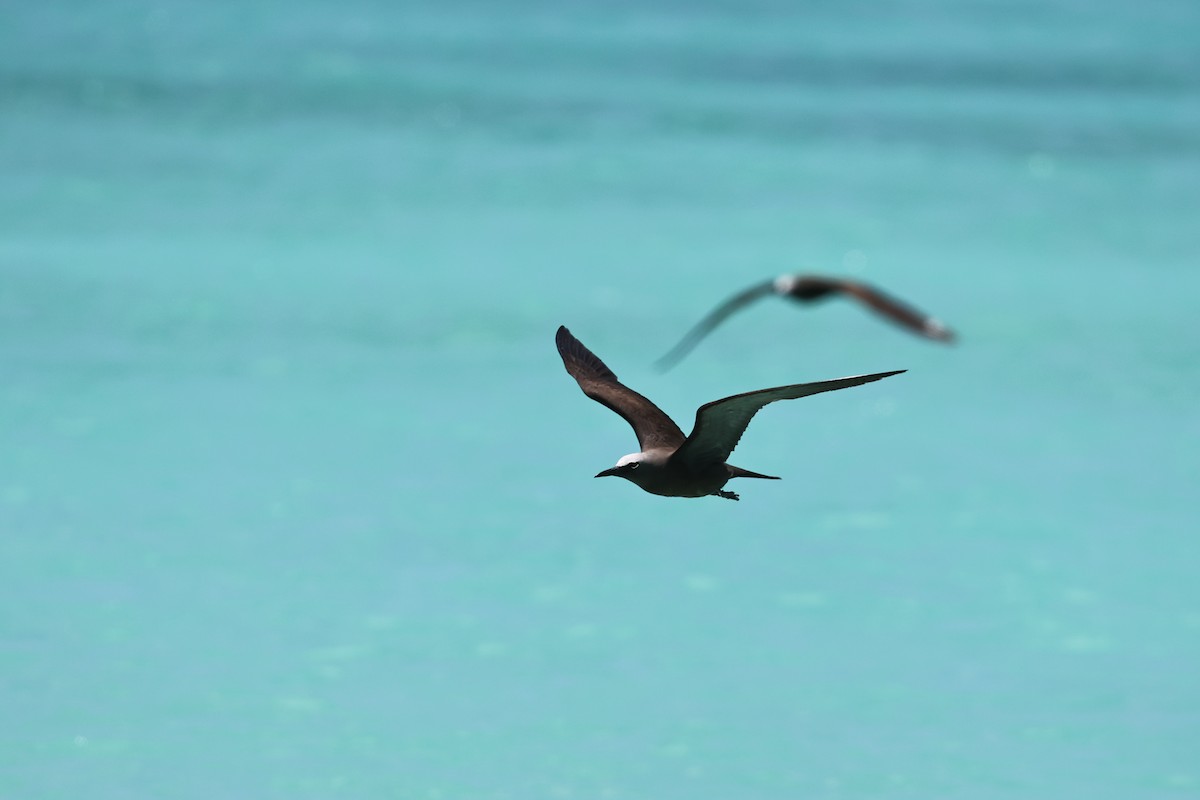 Крячок бурий - ML646032708