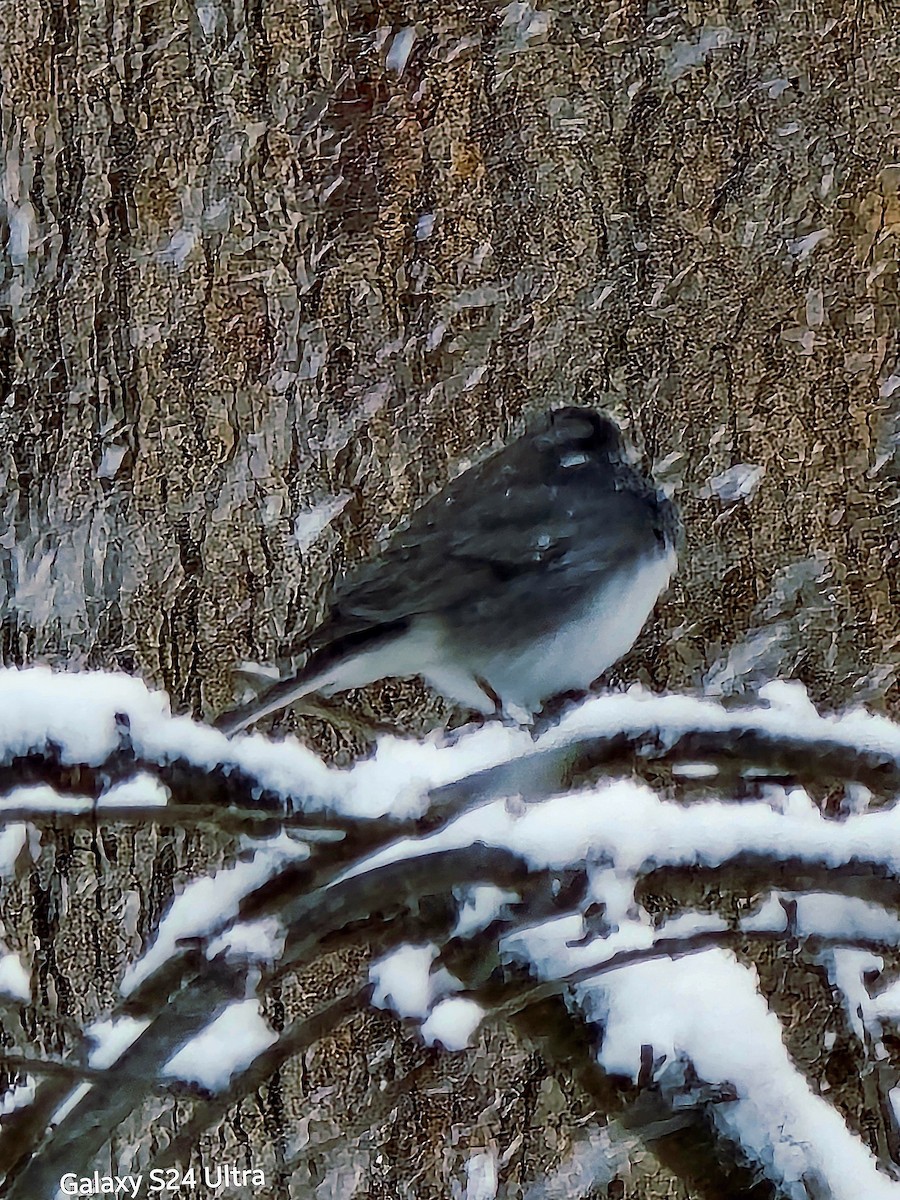 Юнко сірий - ML646032709