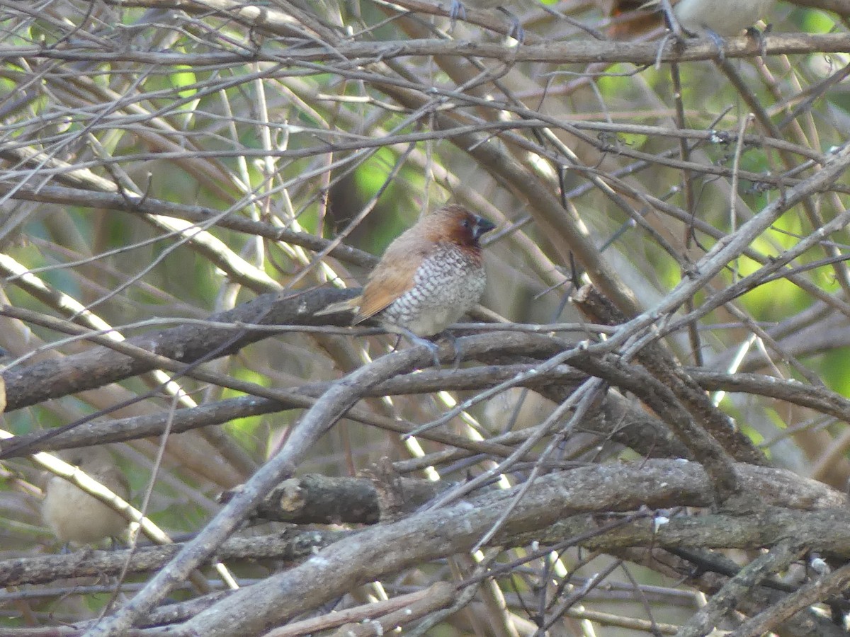 Мунія іржаста - ML646032710