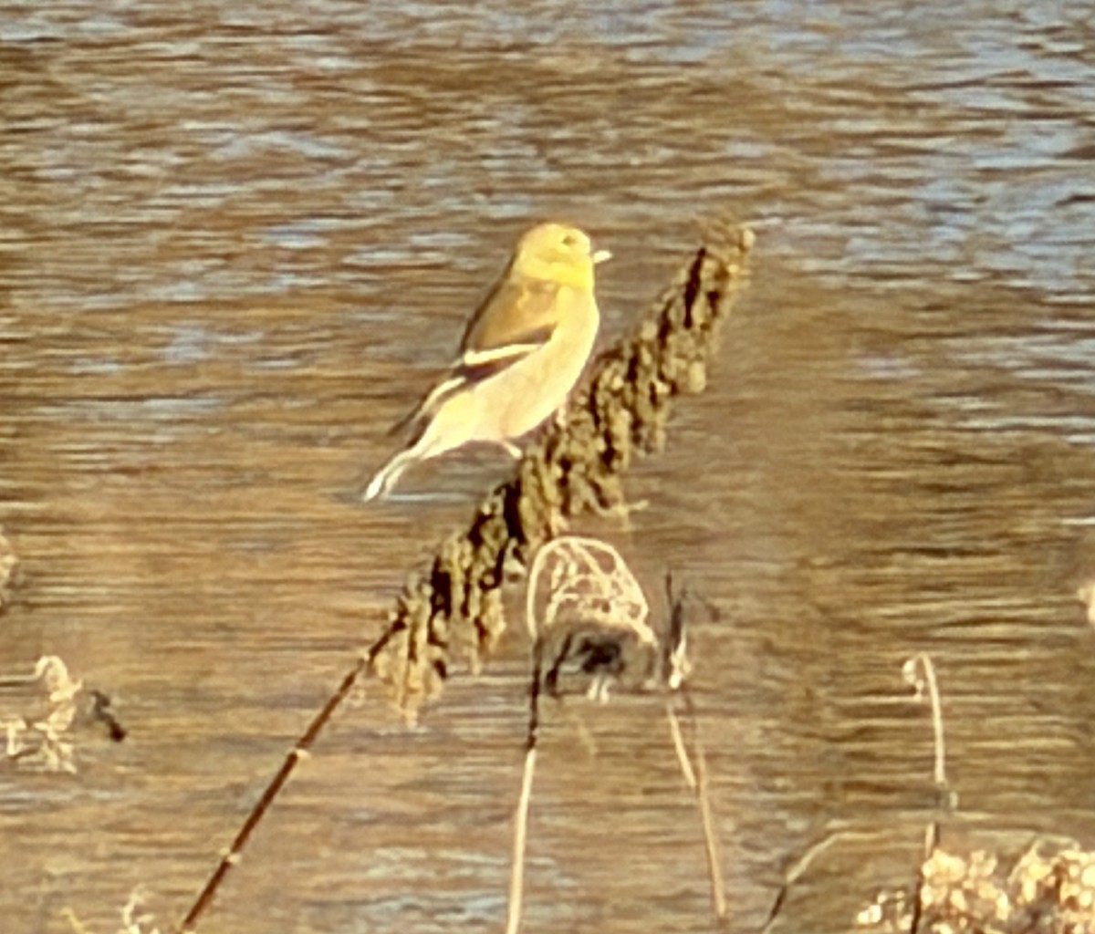 Чиж золотий - ML646032711