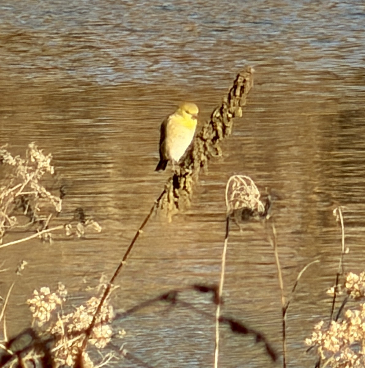 Чиж золотий - ML646032712