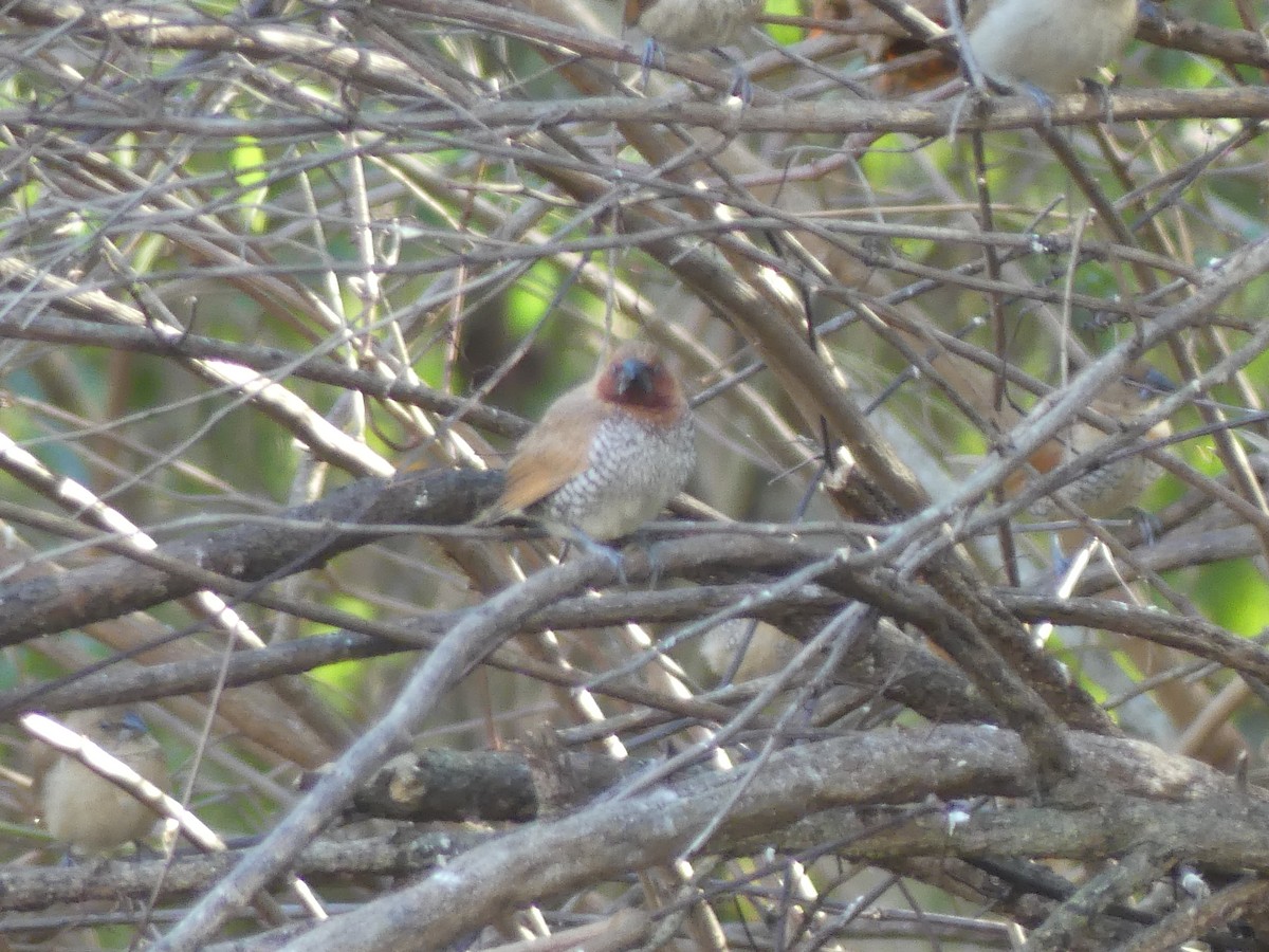 Мунія іржаста - ML646032713