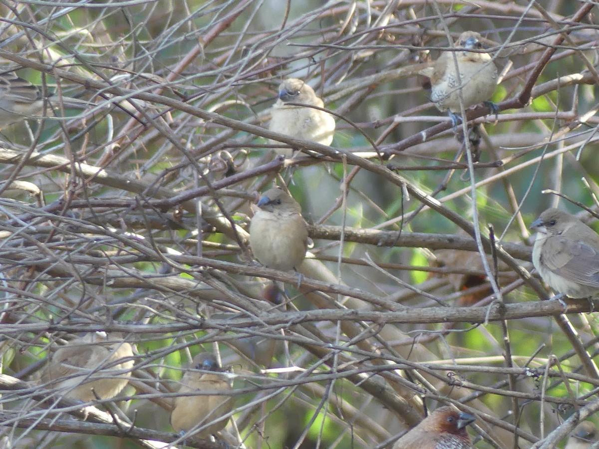 Мунія іржаста - ML646032714