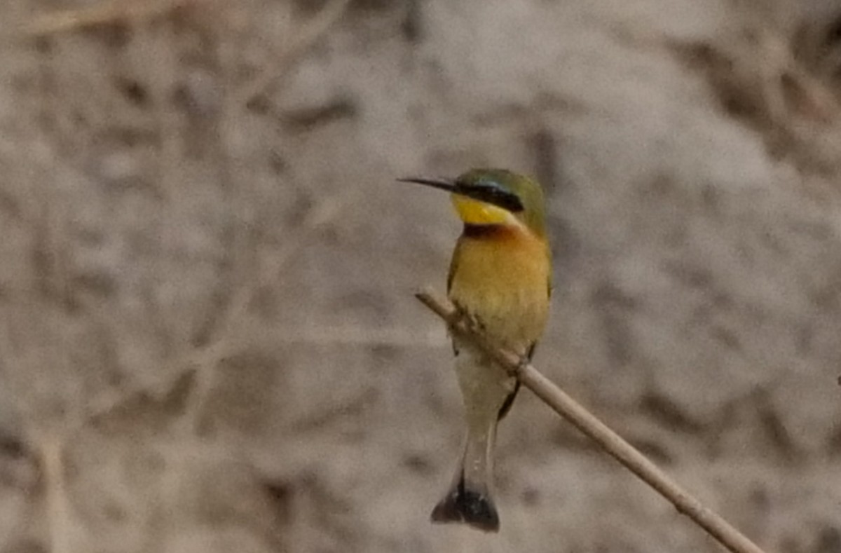 Бджолоїдка карликова - ML646032715