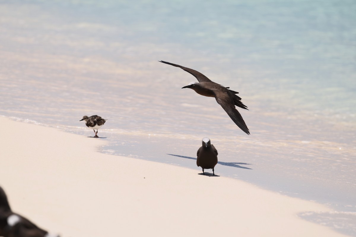 Крячок бурий - ML646032717