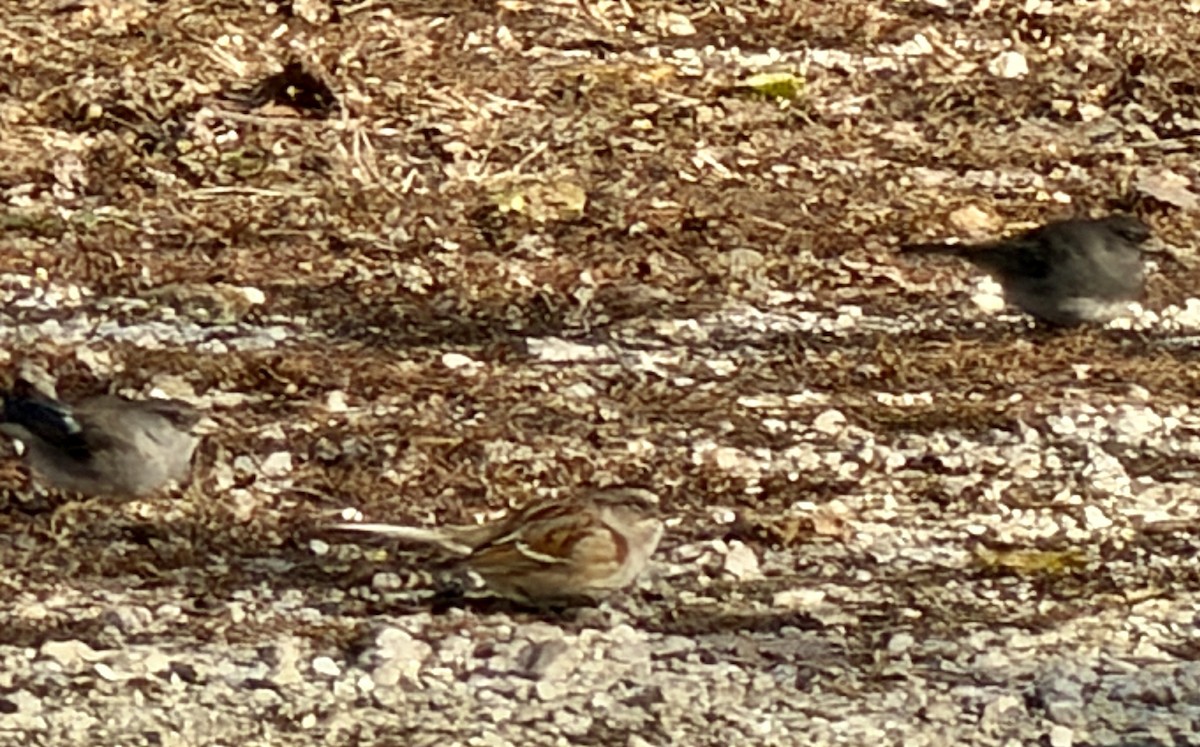 Пасовник північний - ML646032718