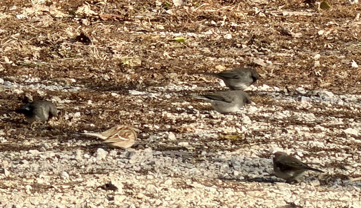 Пасовник північний - ML646032719