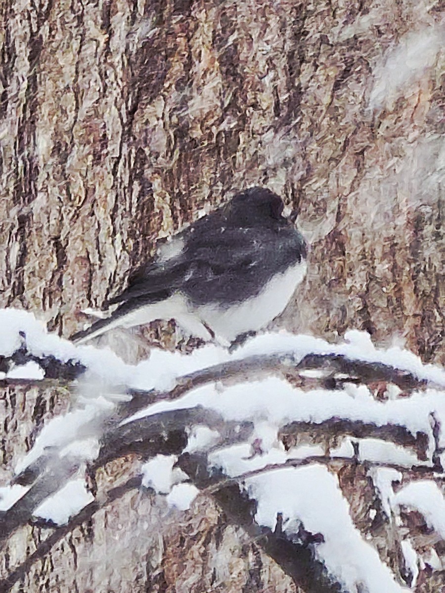 Юнко сірий - ML646032720