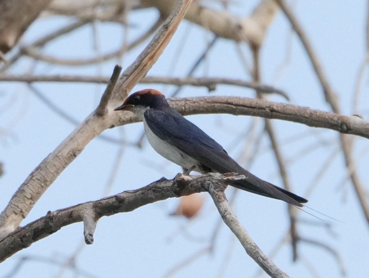 Ластівка ниткохвоста - ML646032721