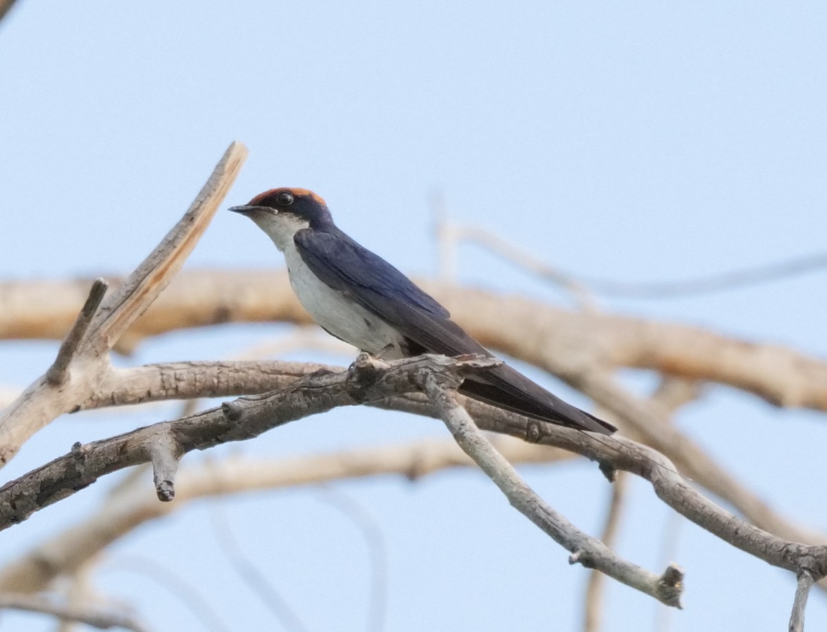 Ластівка ниткохвоста - ML646032722