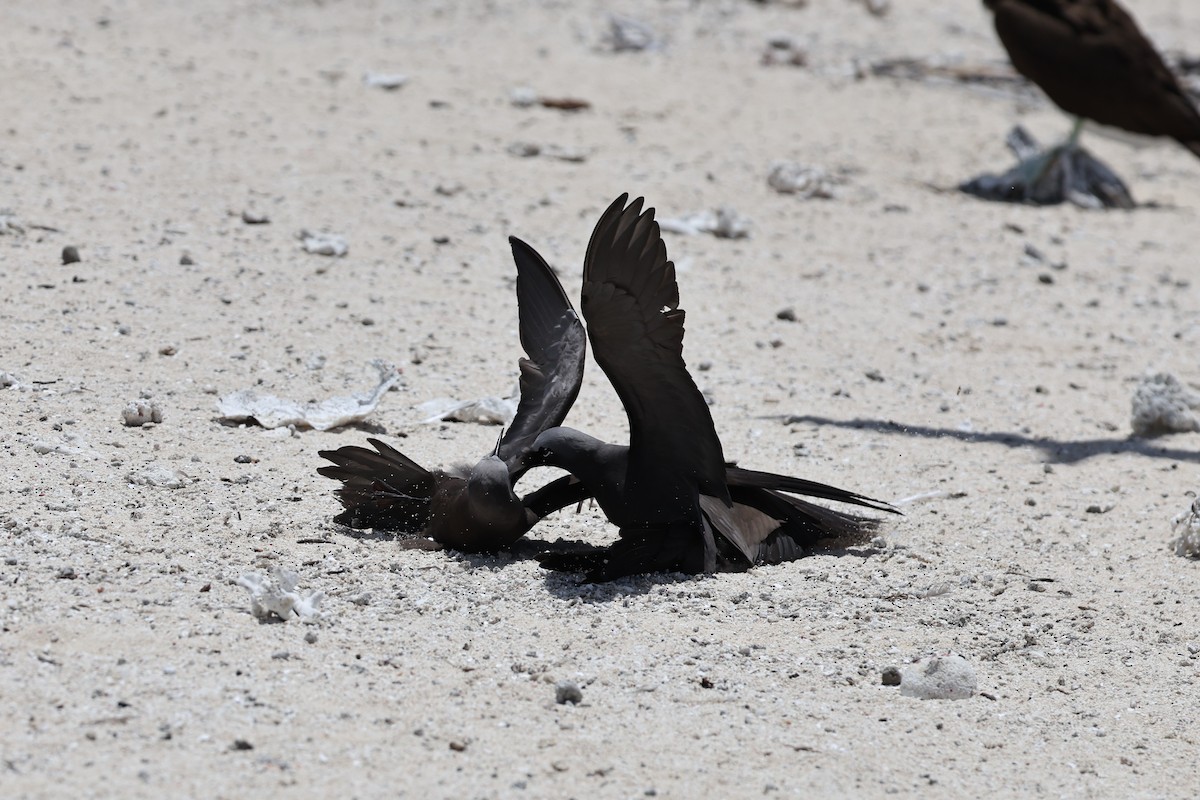 Крячок бурий - ML646032723