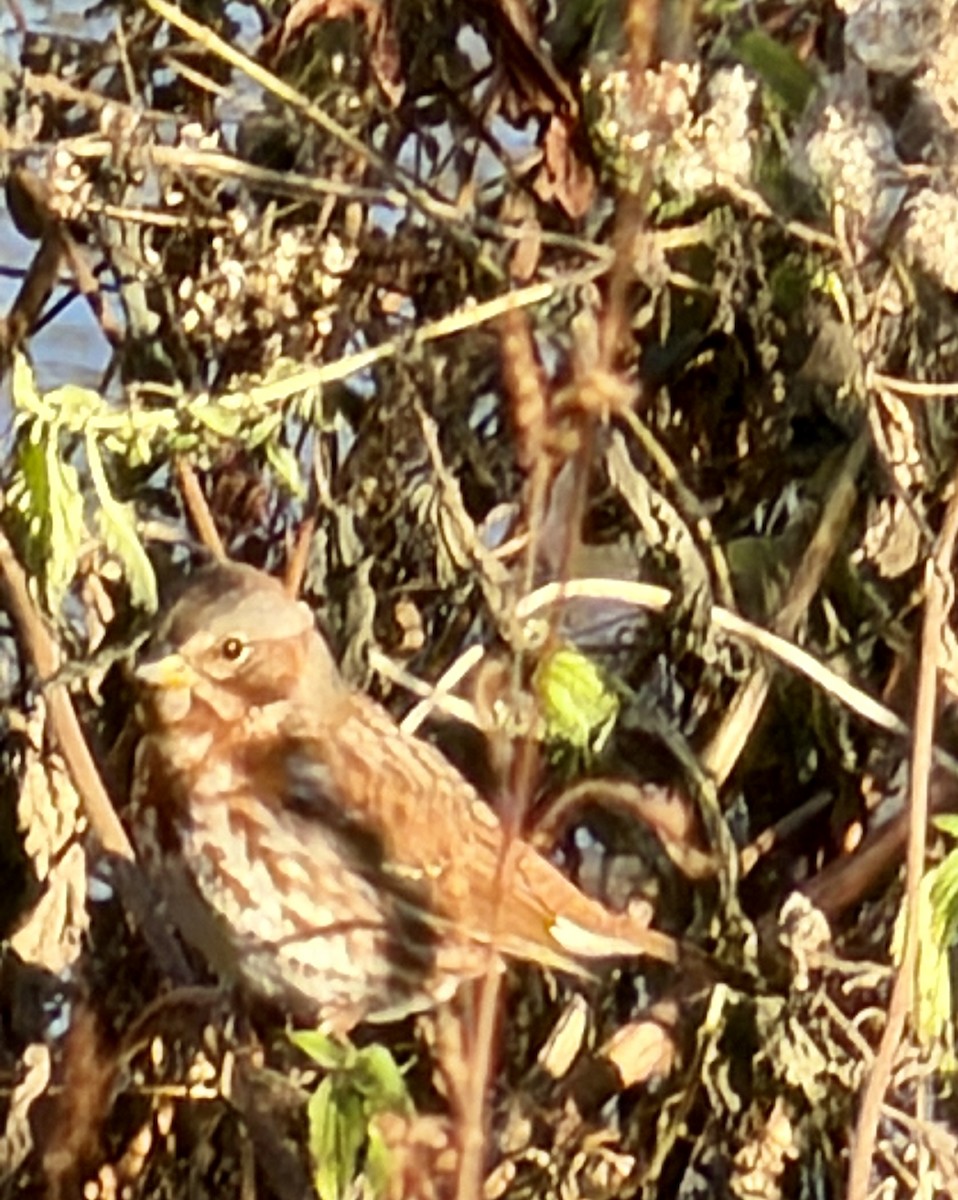 Пасовник рябогрудий - ML646032724