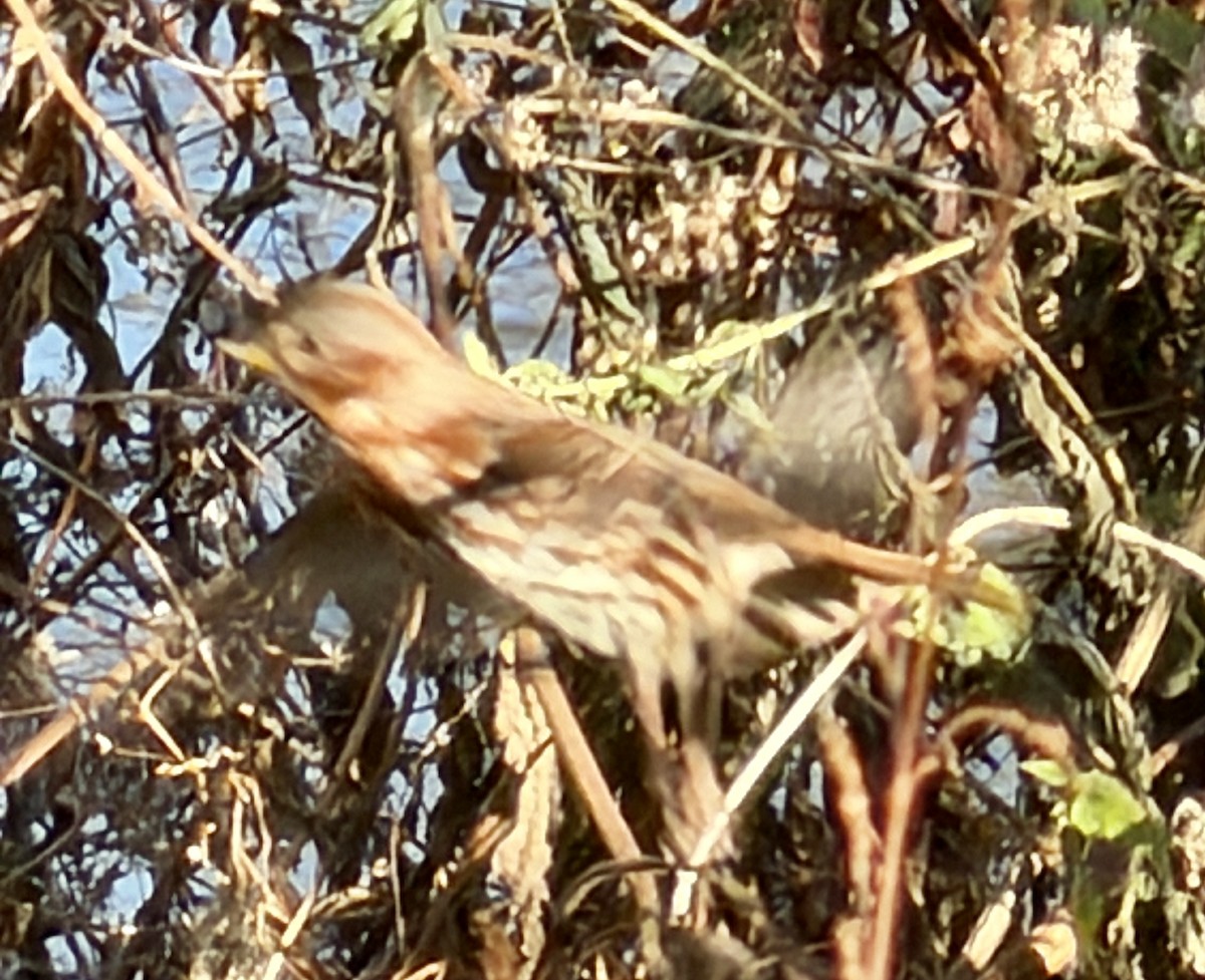 Пасовник рябогрудий - ML646032725