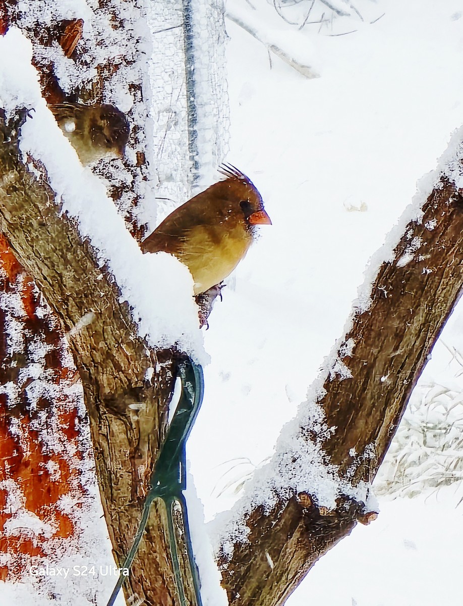 Кардинал червоний - ML646032726