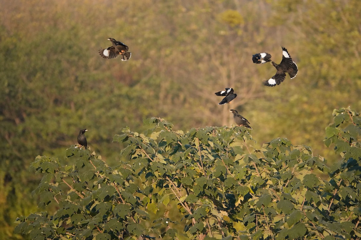 ハッカチョウ - ML646032727