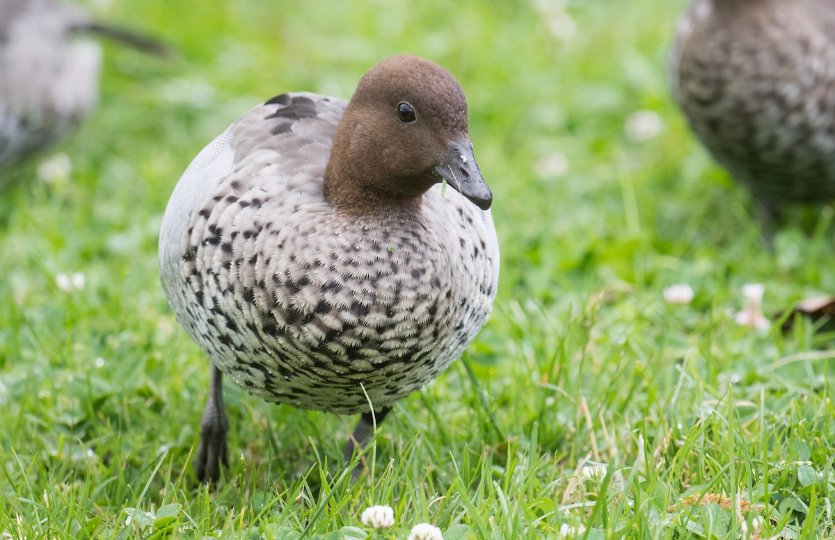 Качка гриваста - ML646032728