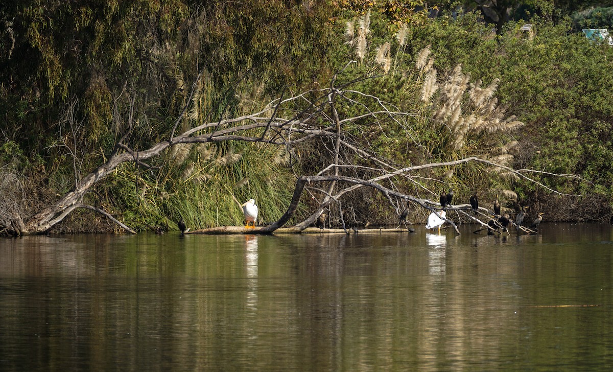 ミミヒメウ - ML646032729