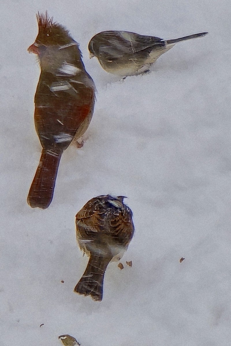 ショウジョウコウカンチョウ - ML646032732