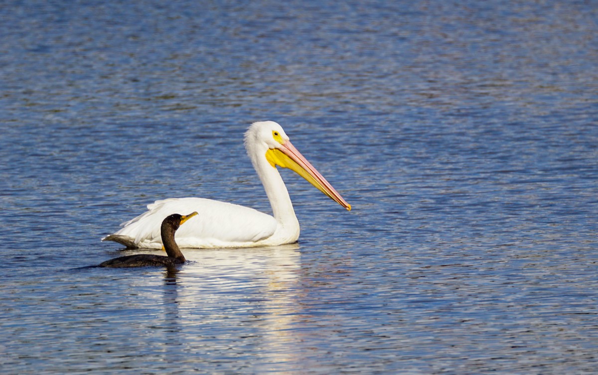 アメリカシロペリカン - ML646032742