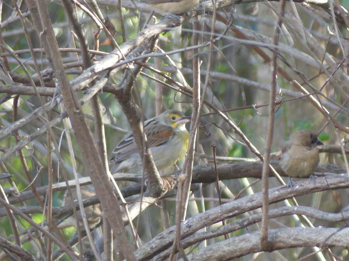 Dickcissel - ML646032743