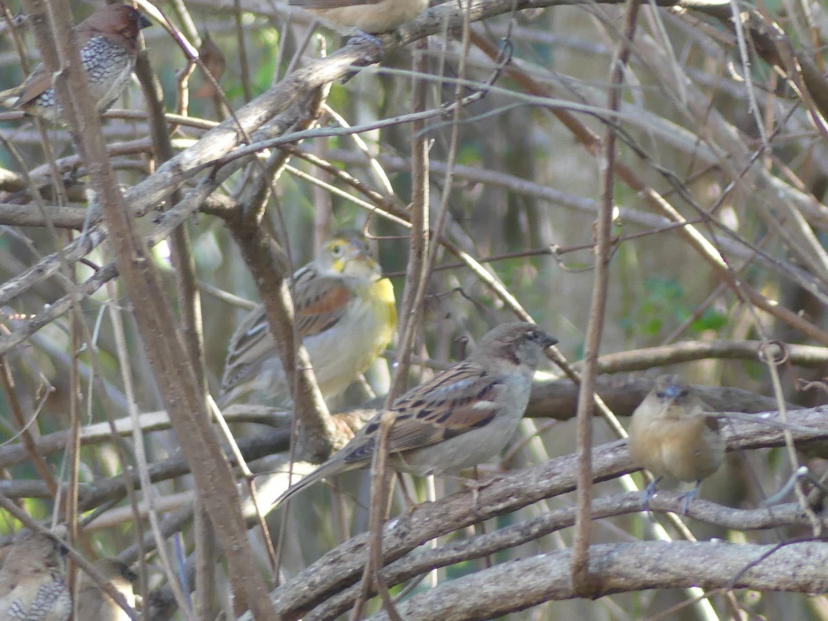 Dickcissel - ML646032744