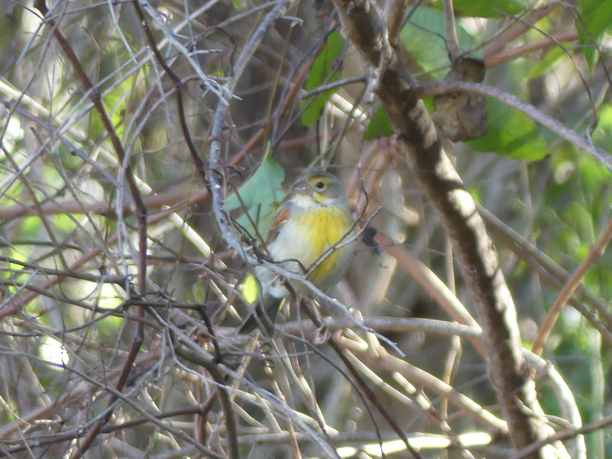 Dickcissel - ML646032745