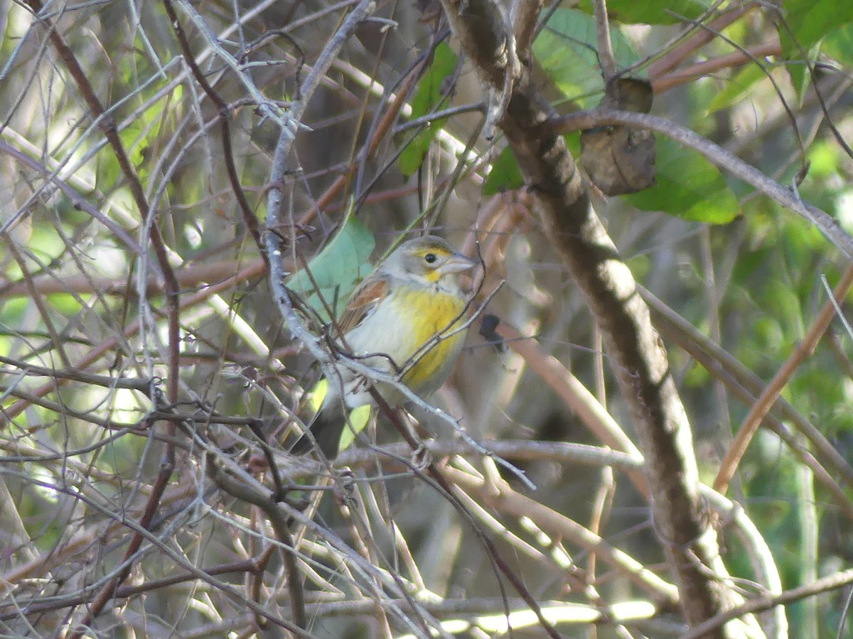 Dickcissel - ML646032746