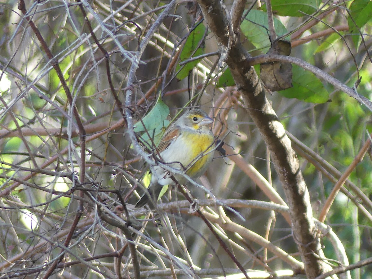 Dickcissel - ML646032747