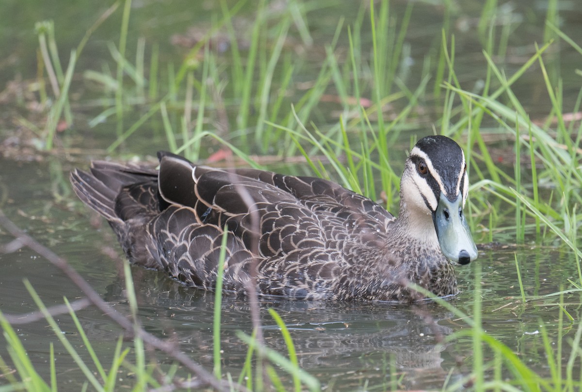 マミジロカルガモ - ML646032749