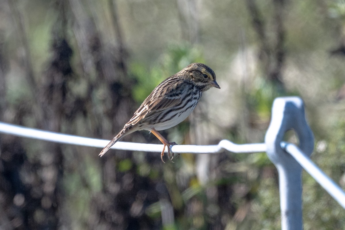 サバンナシトド - ML646032750